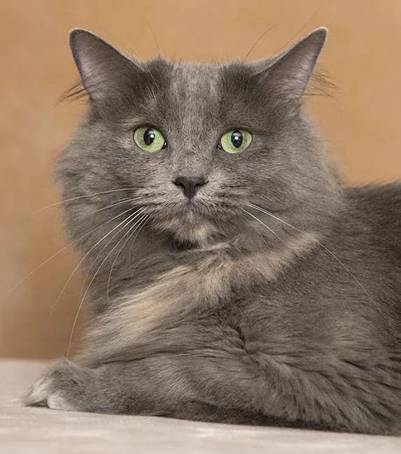 An adult large-sized female Dilute Tortoiseshell Maine Coon cat named Issa for adoption in Chicago, IL