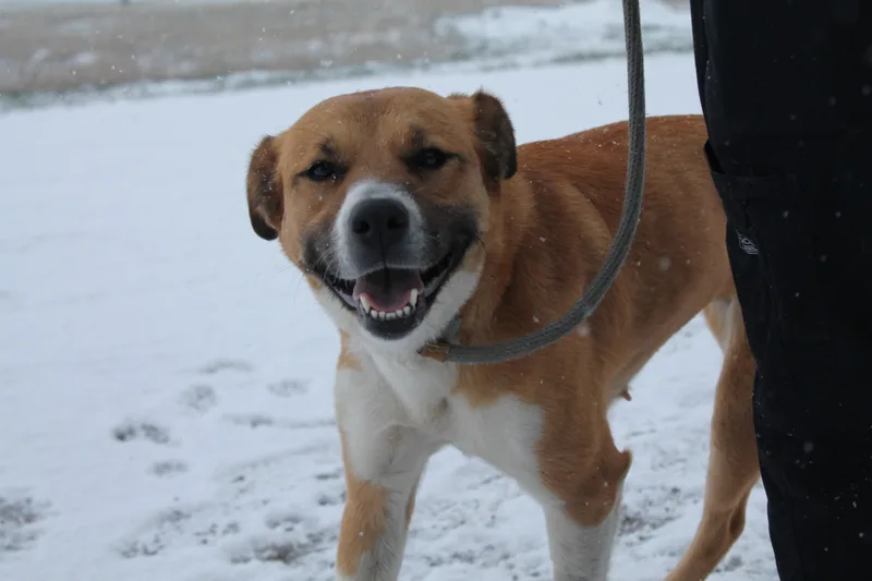 An adult medium-sized female Mixed Breed dog named Bella for adoption in McCall, ID