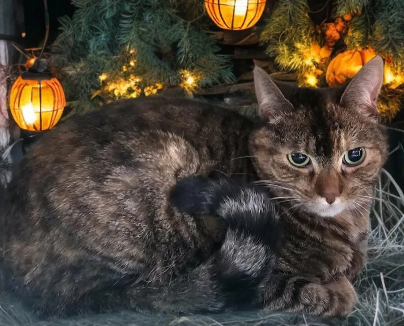 Ms. Peaches Aka Fawn