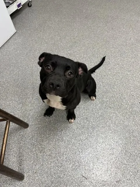 A young medium-sized female Pit Bull Terrier dog named Shadow for adoption in Pasadena, TX