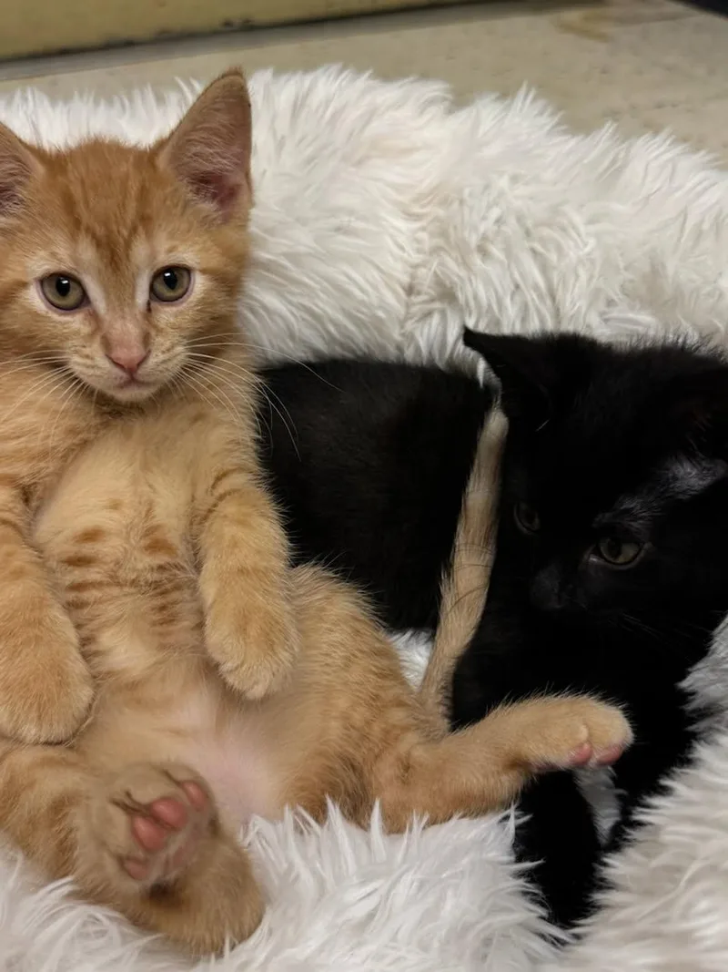 A baby medium-sized male Tabby (Brown / Chocolate) Domestic Short Hair cat named Rita & Mogly for adoption in Orland Park, IL