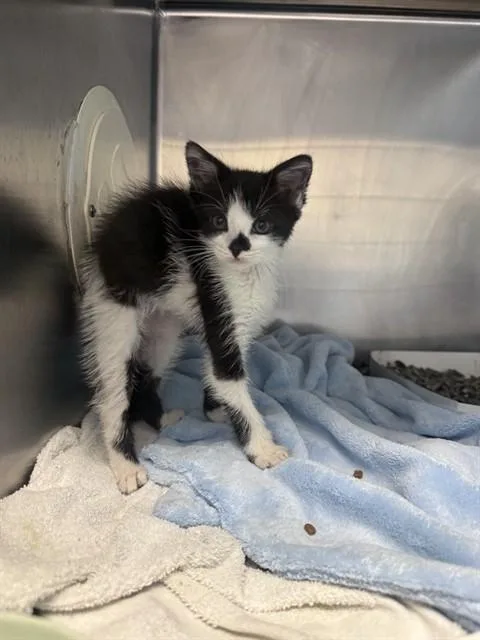 A baby small-sized female Domestic Short Hair cat named Zena for adoption in San Jose, CA