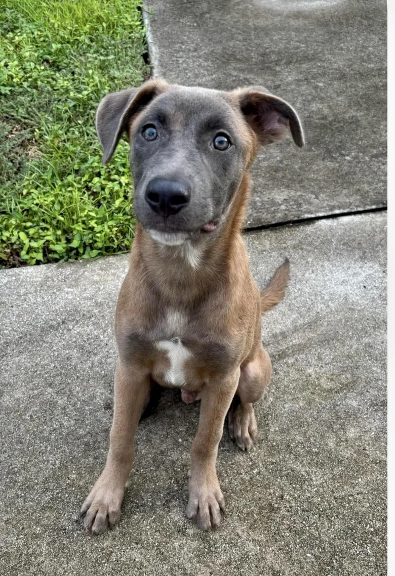 A baby medium-sized male Gray / Blue / Silver Weimaraner dog named Hunter for adoption in West Haven, CT