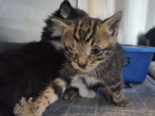A baby small-sized male Domestic Short Hair cat named A for adoption in Martinez, CA