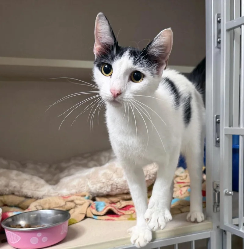 A young medium-sized female Domestic Short Hair cat named Sweetie Pie for adoption in San Clemente, CA