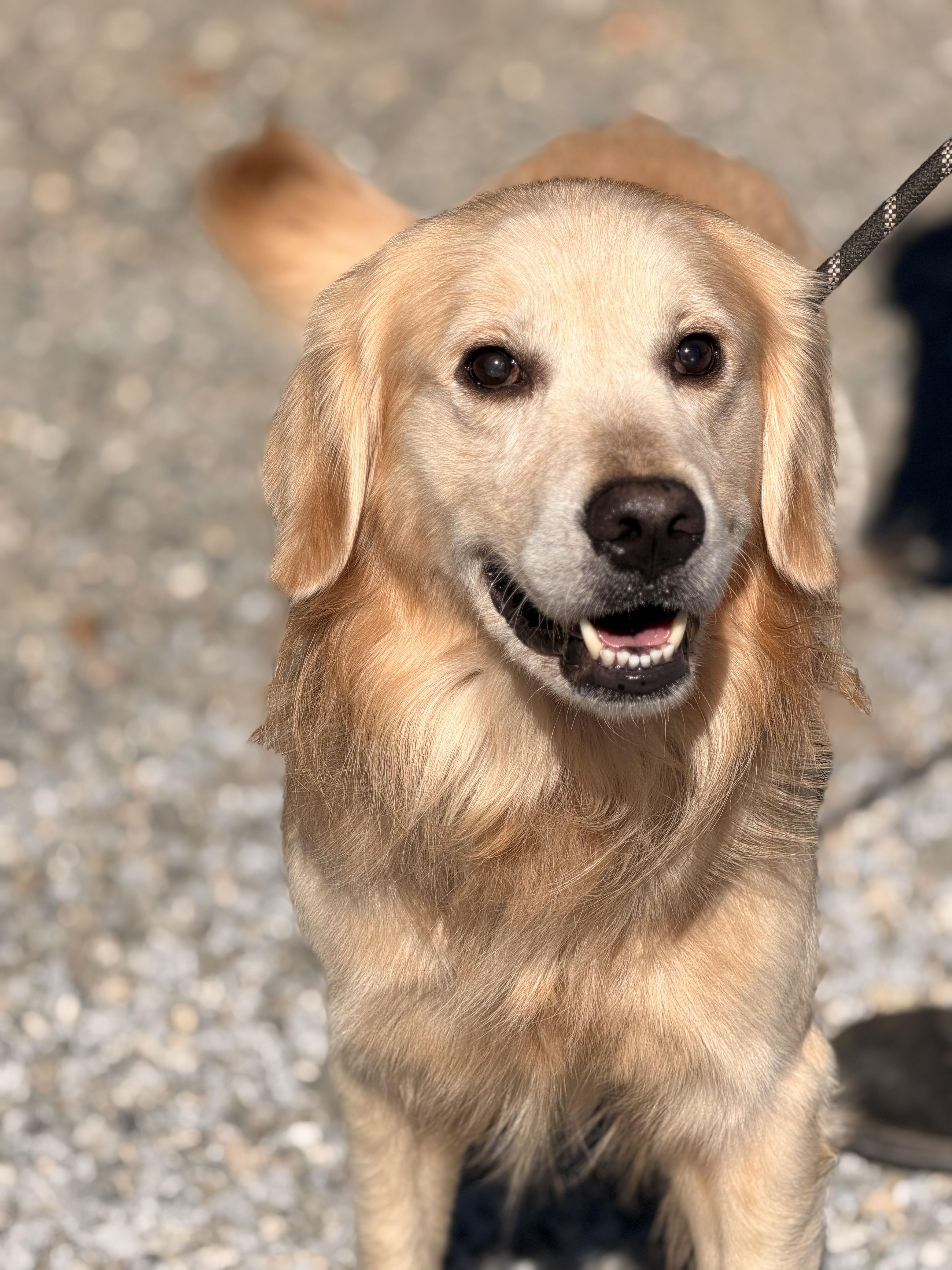 An adult large-sized male Golden Retriever dog named Shadow for adoption in Meherrin, VA