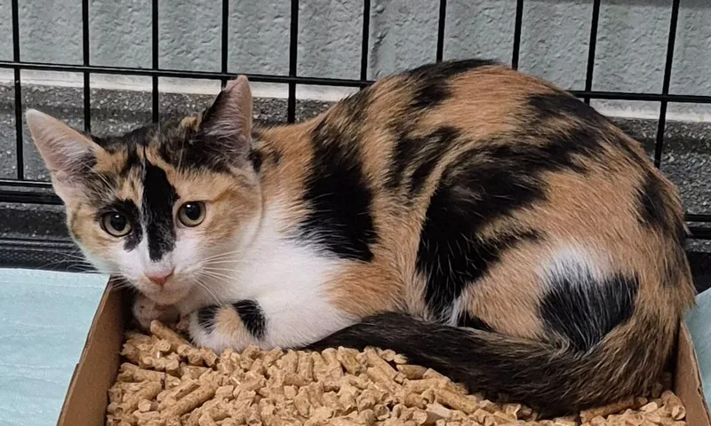A baby small-sized female Domestic Short Hair cat named Eleanor Rigby for adoption in East Ridge, TN