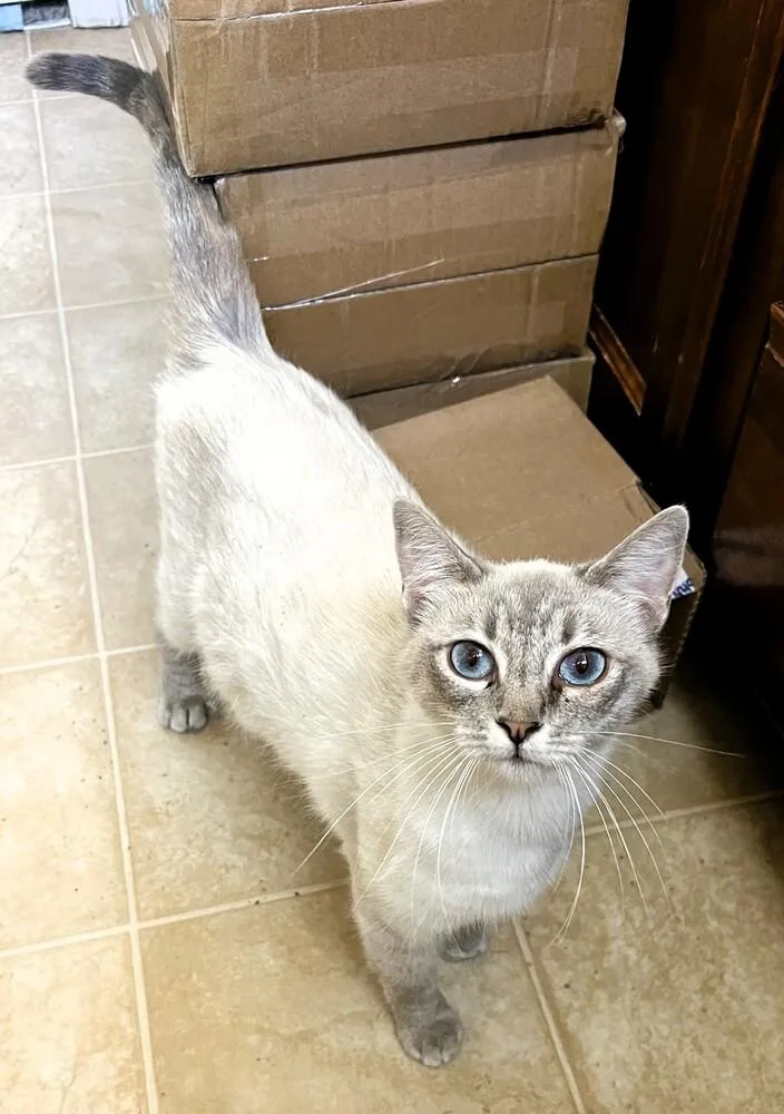 An adult medium-sized female Gray & White Siamese cat named Cinderella for adoption in Lafayette, CO