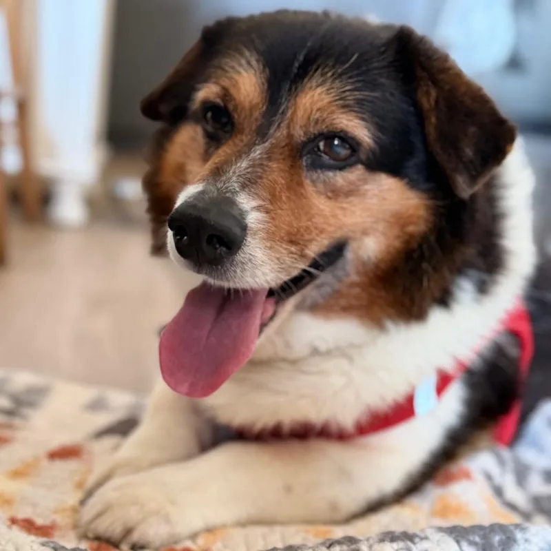 A senior medium-sized male Black Corgi dog named Moonwalk for adoption in San Francisco, CA
