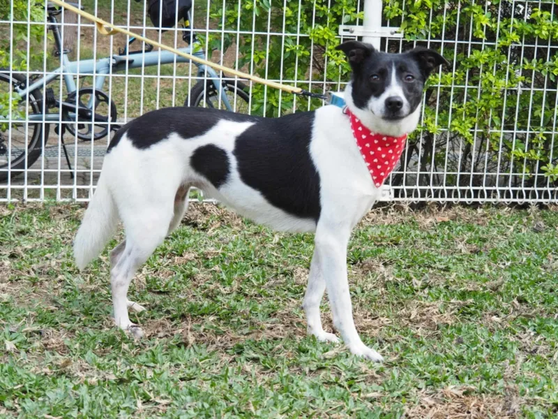 A young medium-sized female White / Cream Collie dog named Becca for adoption in San Mateo, CA