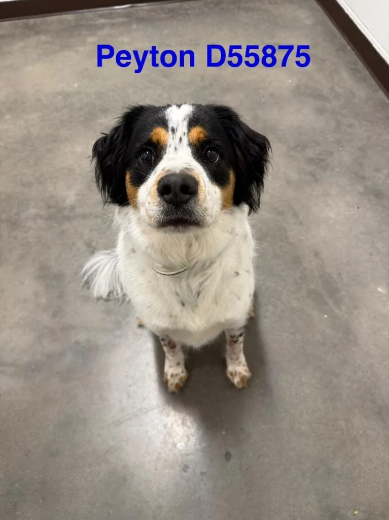 An adult large-sized male Australian Shepherd dog named Peyton for adoption in Clarksville, TN