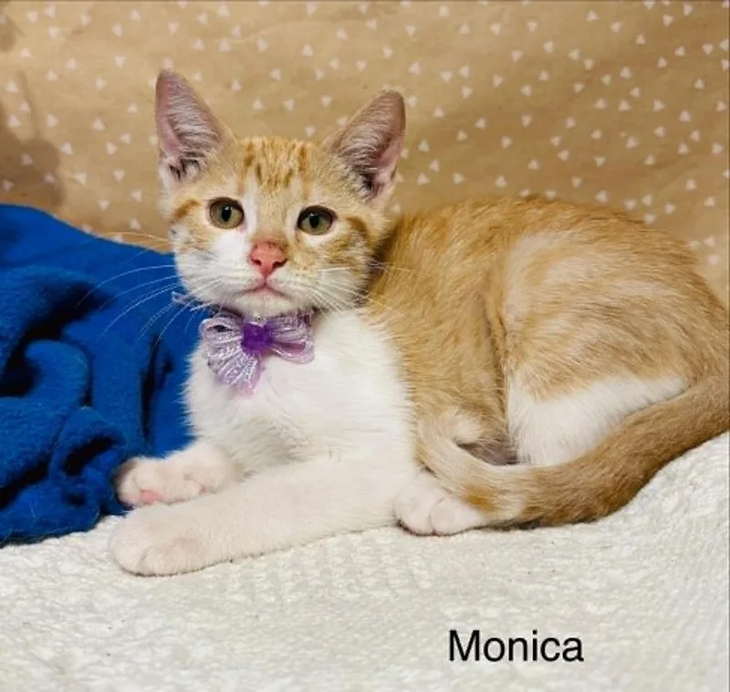 Monica thumbnail 3