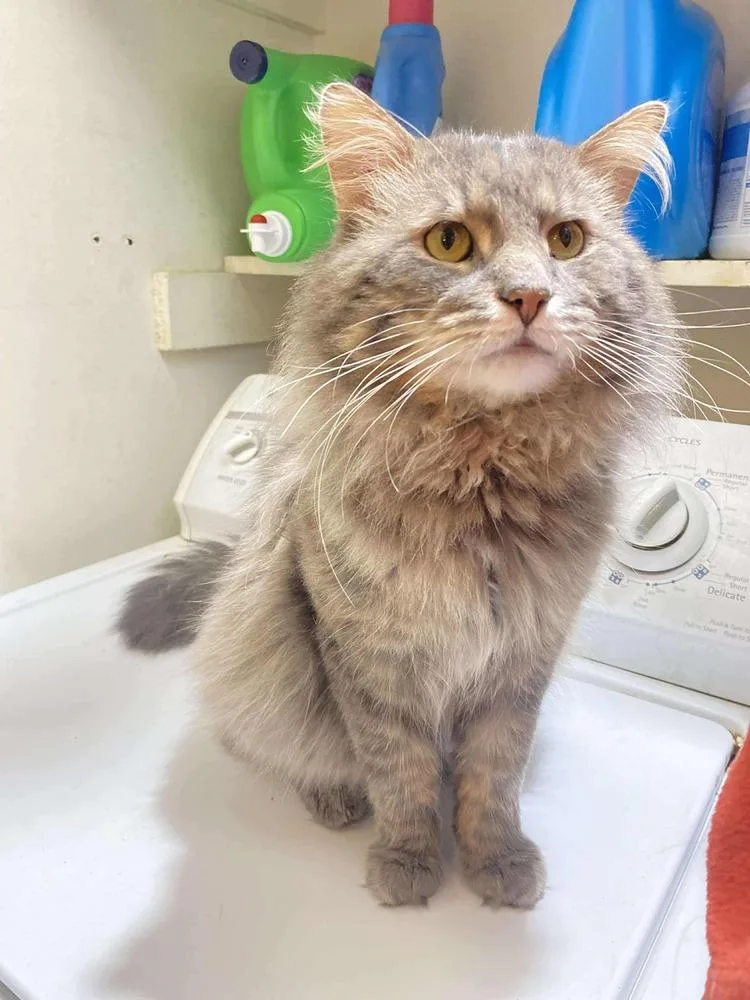 Mackerel thumbnail 2