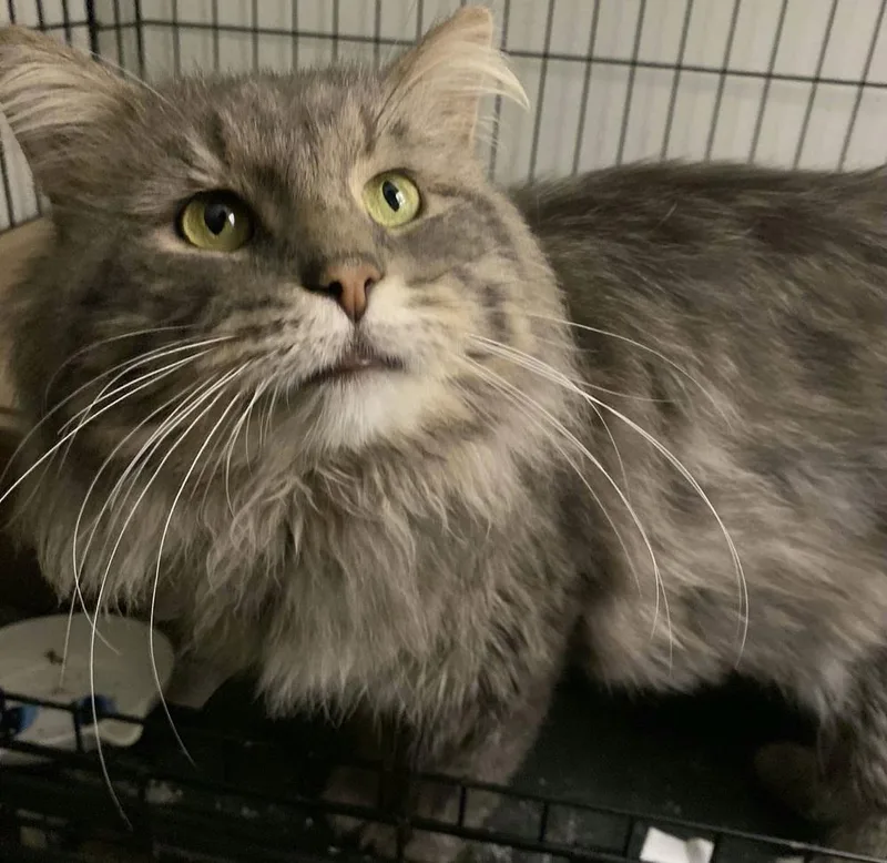 Mackerel thumbnail 3