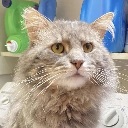 Mackerel thumbnail 4