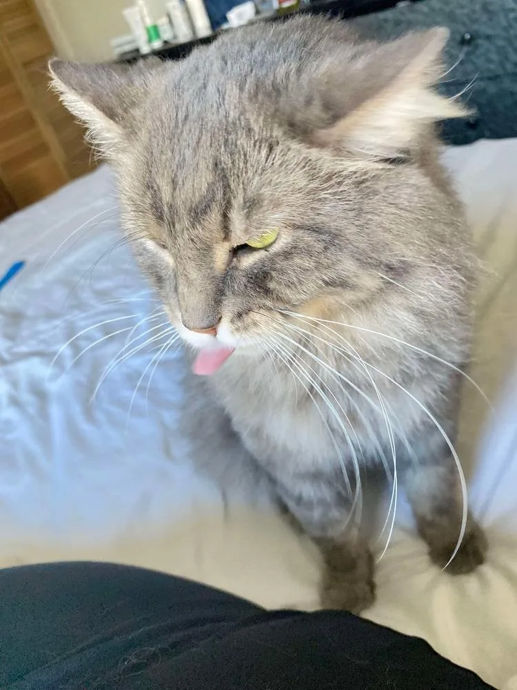 Mackerel thumbnail 5