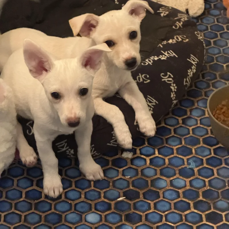 Pete And Repete thumbnail 2