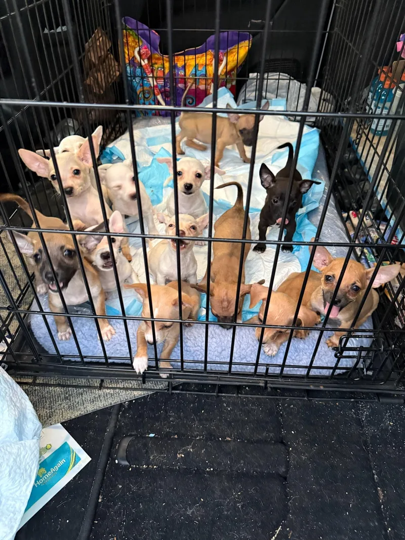 Pete And Repete thumbnail 3