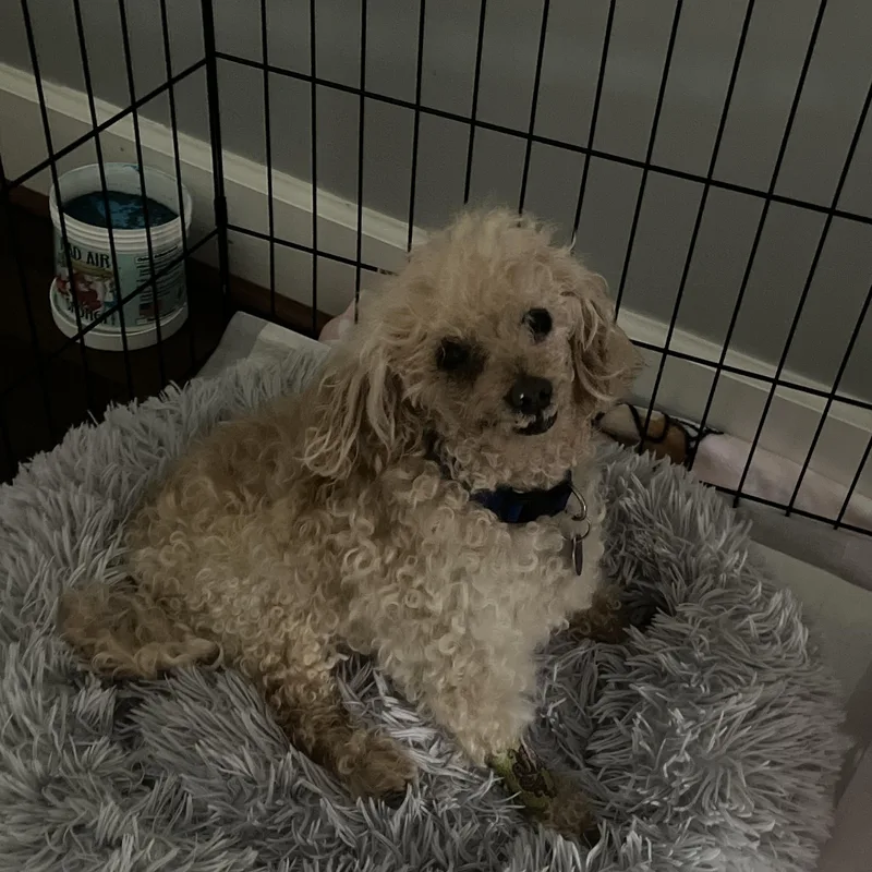 A senior small-sized male Apricot / Beige Poodle (Toy) dog named Albie for adoption in Rockville, MD