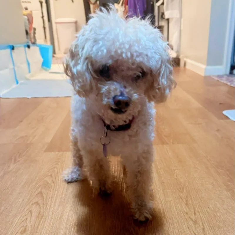 Albie thumbnail 2