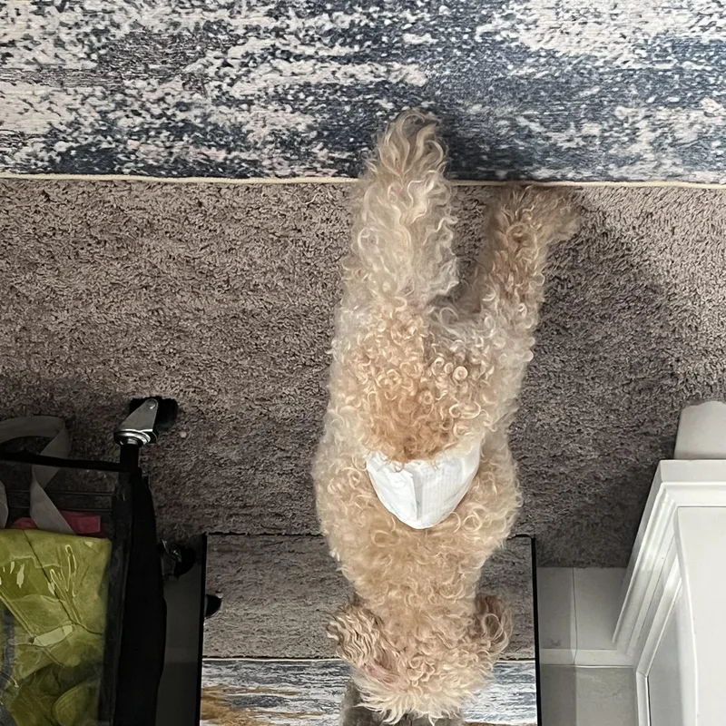 Albie thumbnail 5