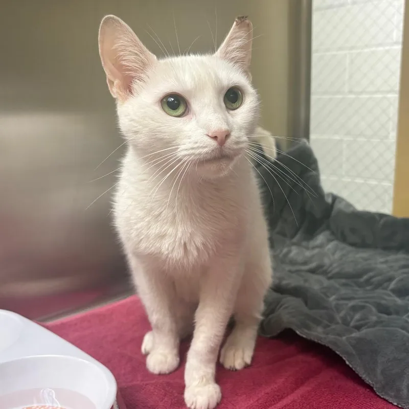 A baby medium-sized female White Domestic Short Hair cat named Snow White for adoption in East Hanover, NJ