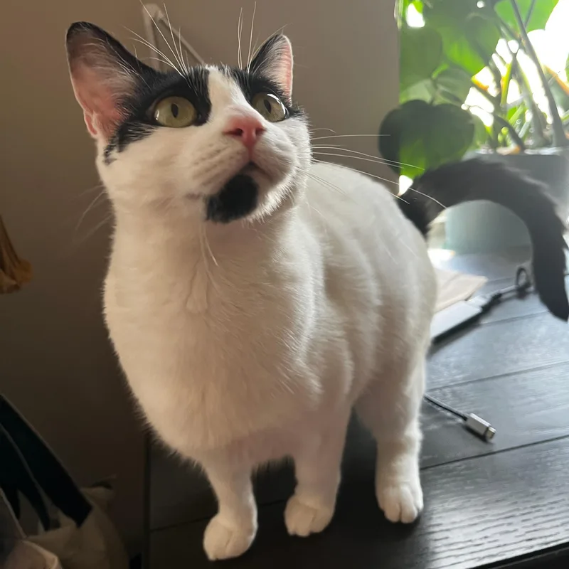 A baby medium-sized female White Domestic Short Hair cat named Lily White for adoption in Richmond, VA