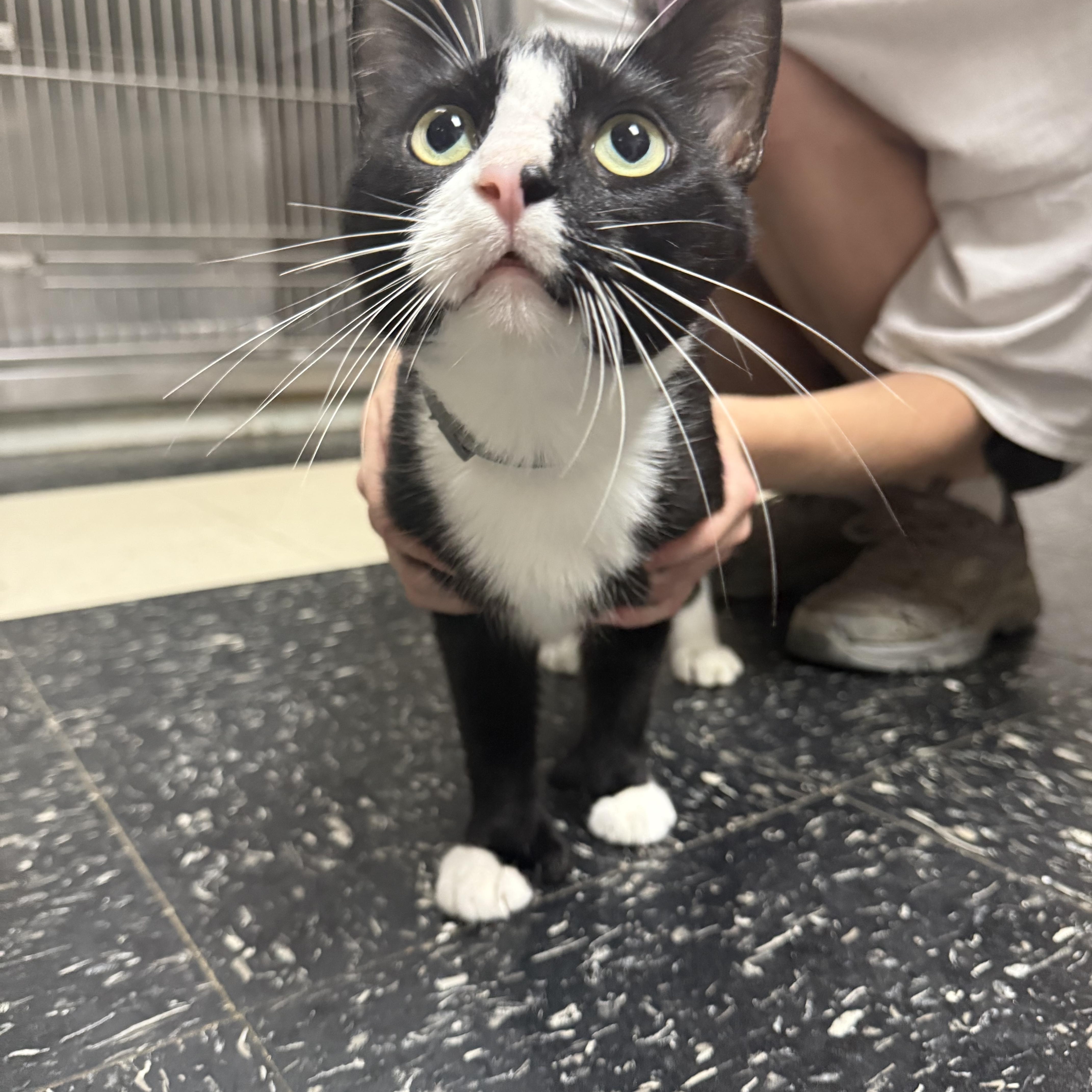 A young medium-sized female Black & White / Tuxedo Domestic Short Hair cat named Seraphina for adoption in Hendersonville, TN