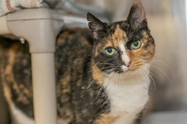 An adult small-sized female Domestic Short Hair cat named Calico for adoption in Charlotte, NC