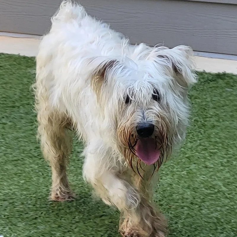 An adult small-sized male White / Cream Schnauzer dog named Jake for adoption in Chapel Hill, NC