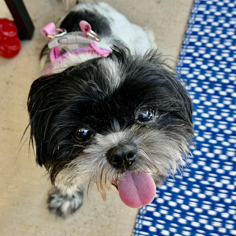 An adult small-sized female Shih Tzu dog named Chintz Miller for adoption in Plano, TX