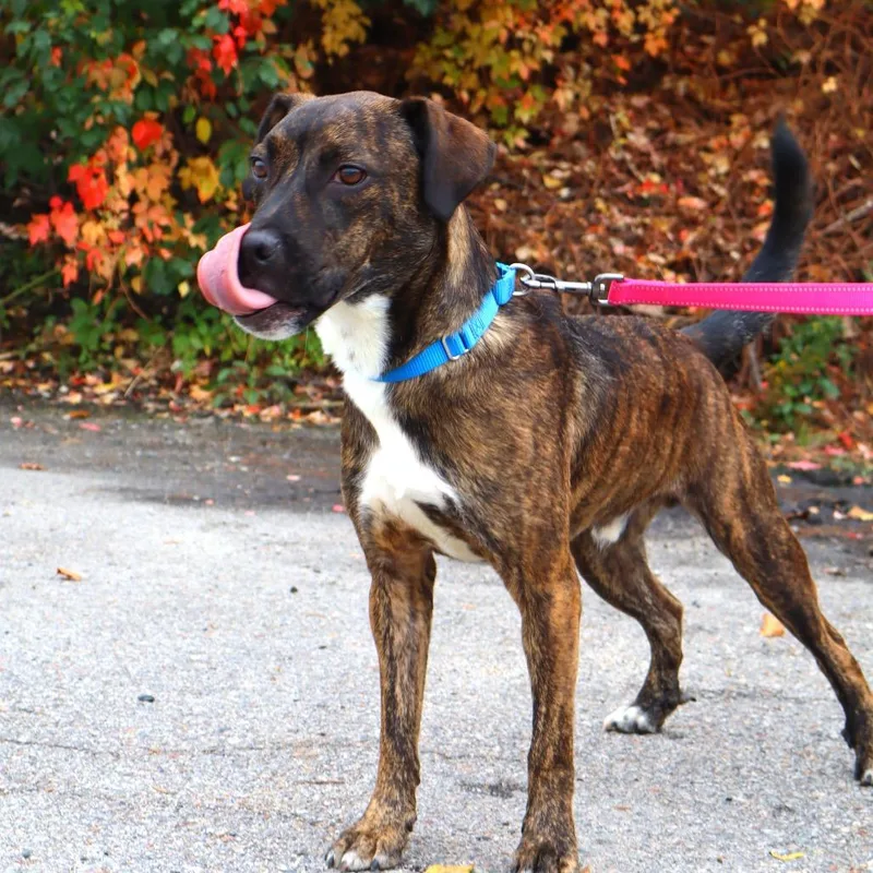 A young medium-sized male Brindle Mixed Breed dog named Jake for adoption in Warwick, RI