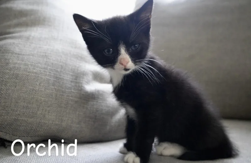 A baby medium-sized male Black & White / Tuxedo American Shorthair cat named Orchid for adoption in Springfield, MA