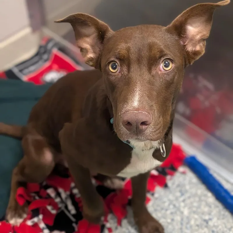 A young small-sized male Brown / Chocolate Mixed Breed dog named Denver for adoption in Prairie du Chien, WI