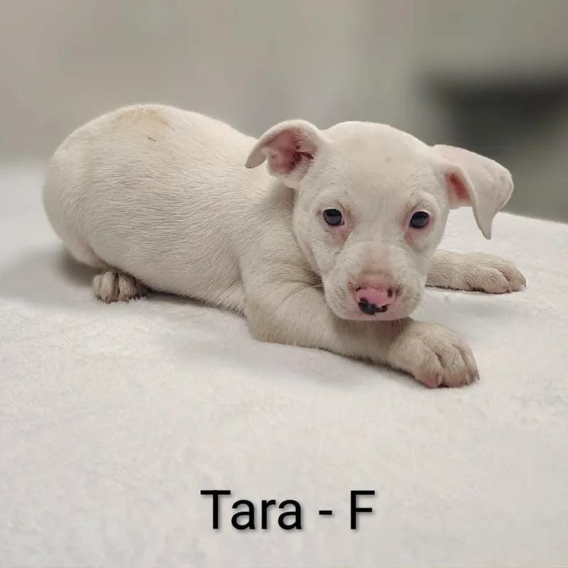 A baby medium-sized female White / Cream Pit Bull Terrier dog named Tara for adoption in Griswold, CT