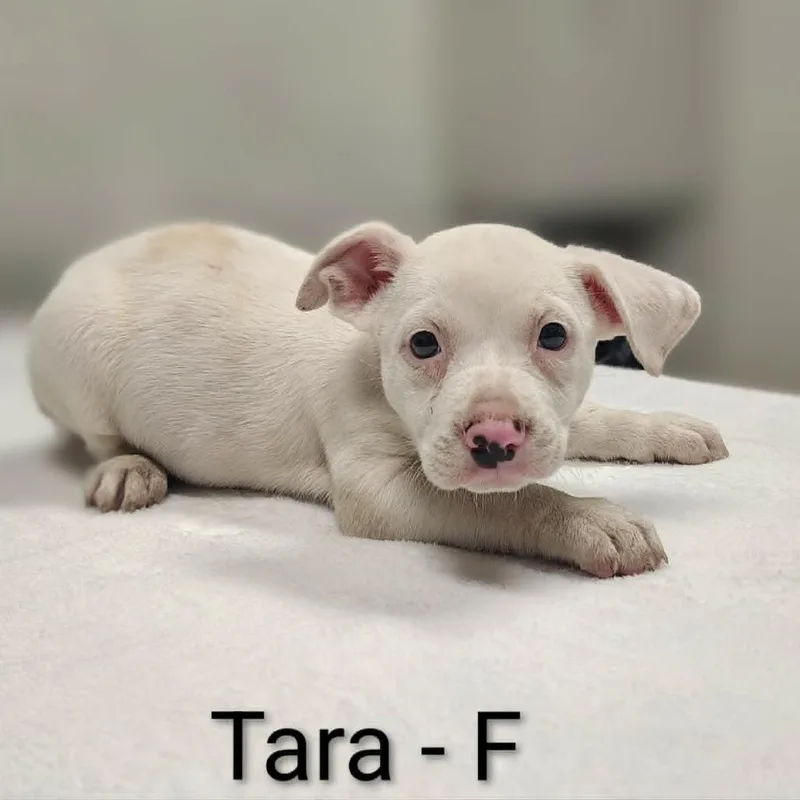 Tara thumbnail 2