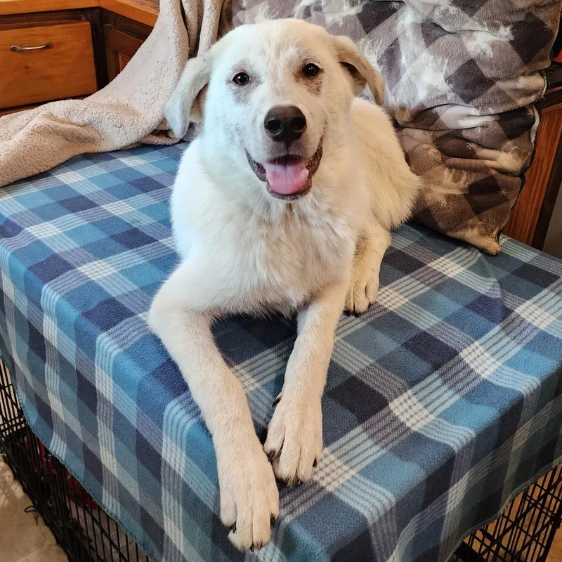 A young medium-sized female White / Cream Mixed Breed dog named Jane for adoption in Boaz, AL