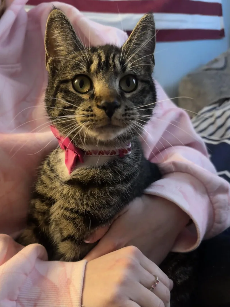 Charlotte thumbnail 2