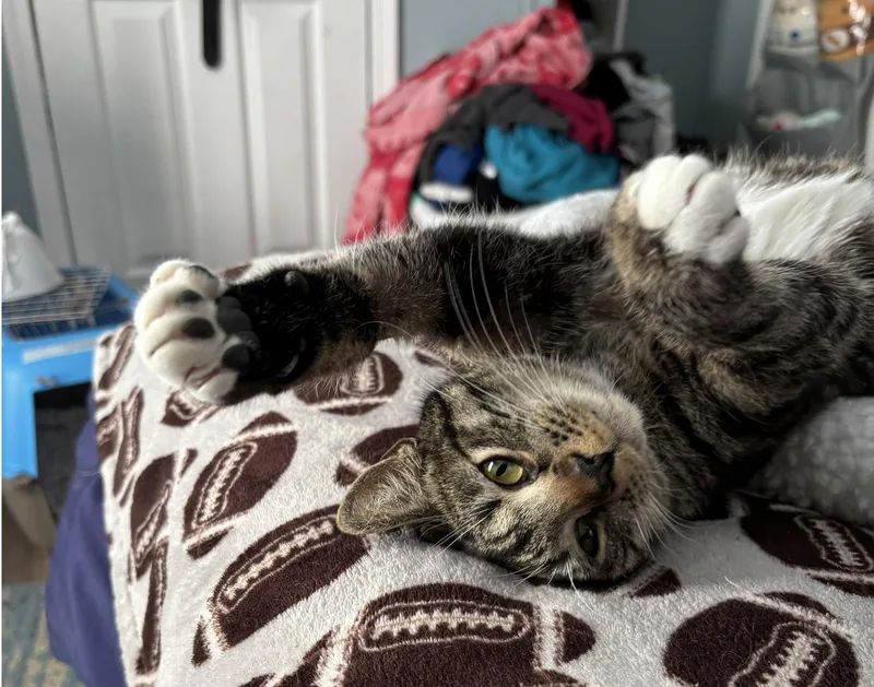 Charlotte thumbnail 3