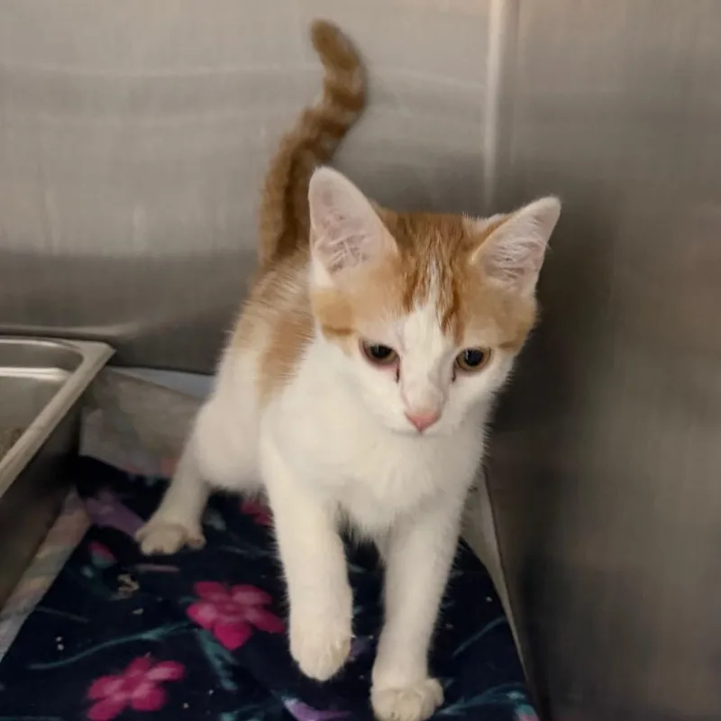 A baby small-sized male White Domestic Short Hair cat named Munchkin for adoption in Canton, IL