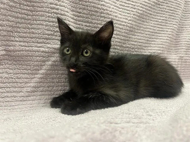 A baby small-sized female Domestic Short Hair cat named Zoe for adoption in Ontario, CA