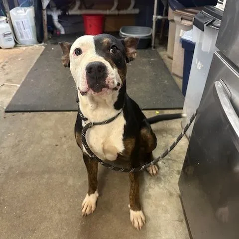 An adult small-sized male Black Pit Bull Terrier dog named Goat for adoption in Enterprise, AL