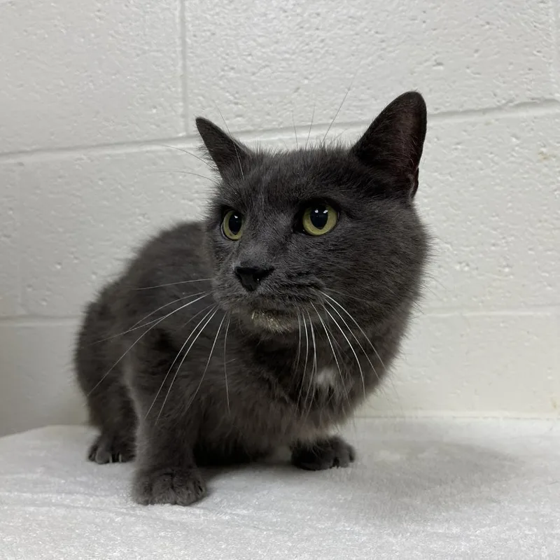 A senior medium-sized male Gray / Blue / Silver Domestic Short Hair cat named "Smoke" for adoption in Verona, VA