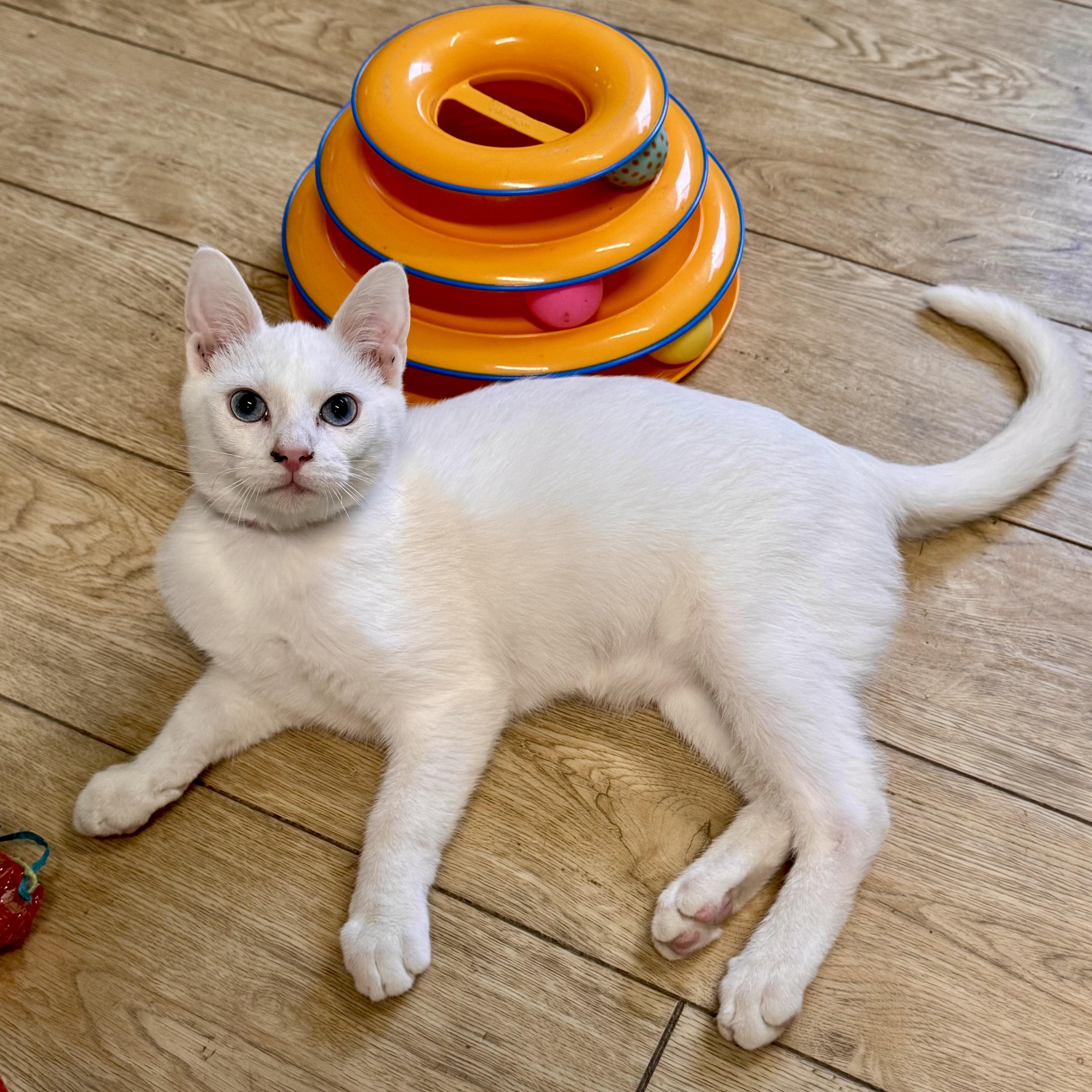 A baby medium-sized male Domestic Short Hair cat named Casper for adoption in Scottsburg, IN