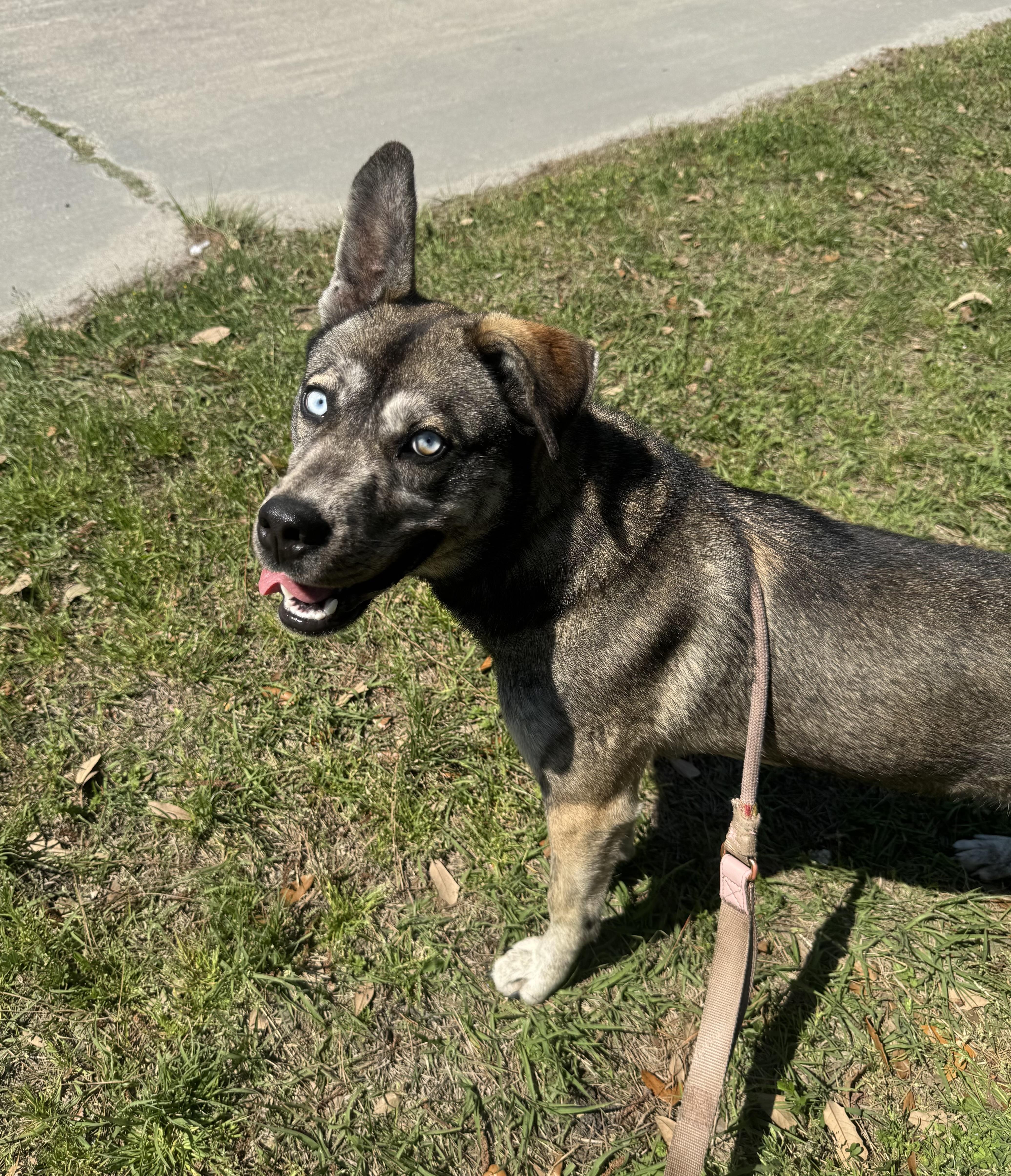 An adult medium-sized male Mixed Breed dog named Shadow for adoption in Myrtle Beach, SC