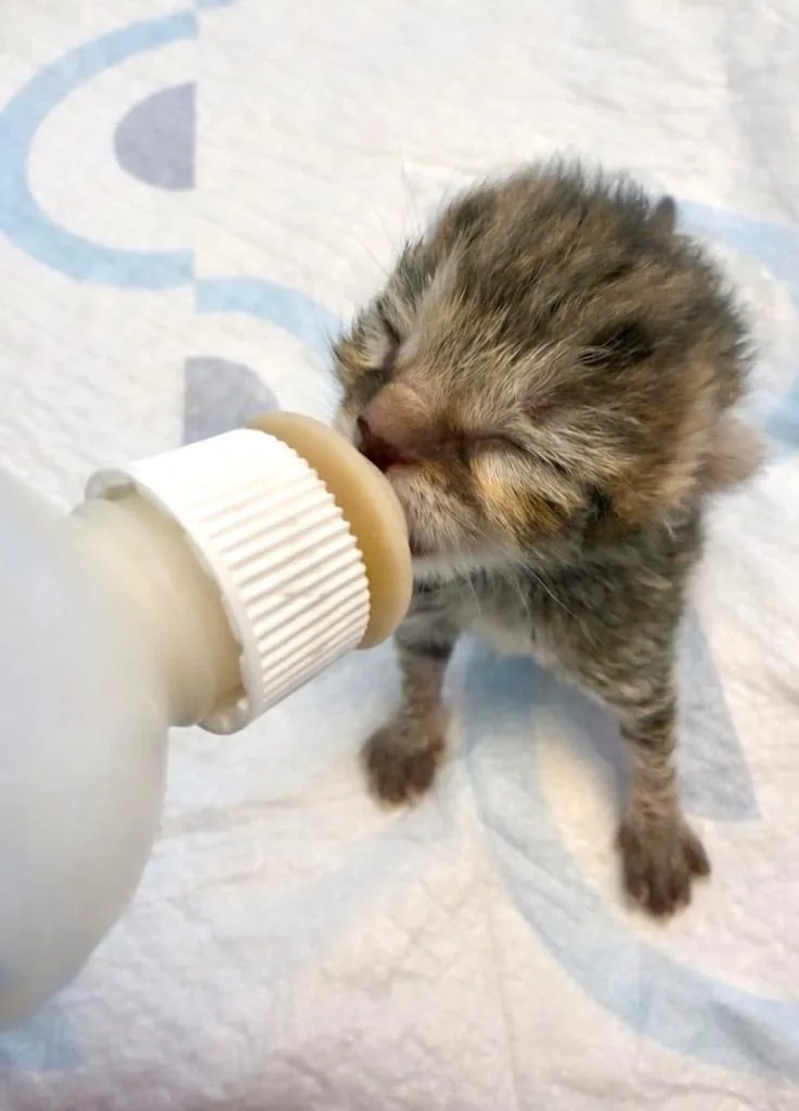 A baby medium-sized male Domestic Short Hair cat named Asiano for adoption in Johnson City, TN