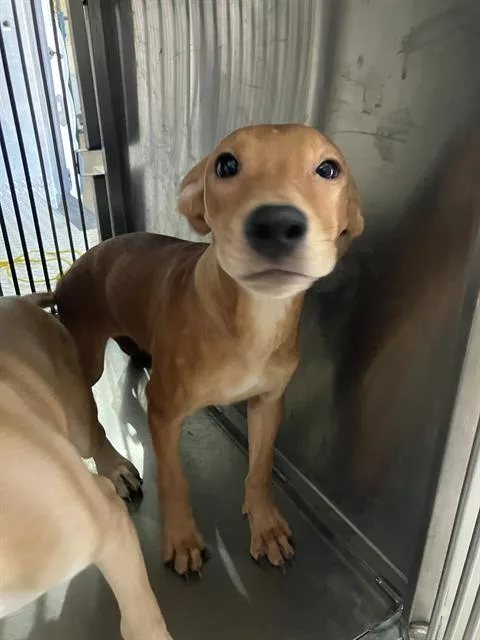 A baby large-sized female Mixed Breed dog named Lori for adoption in Dallas, TX