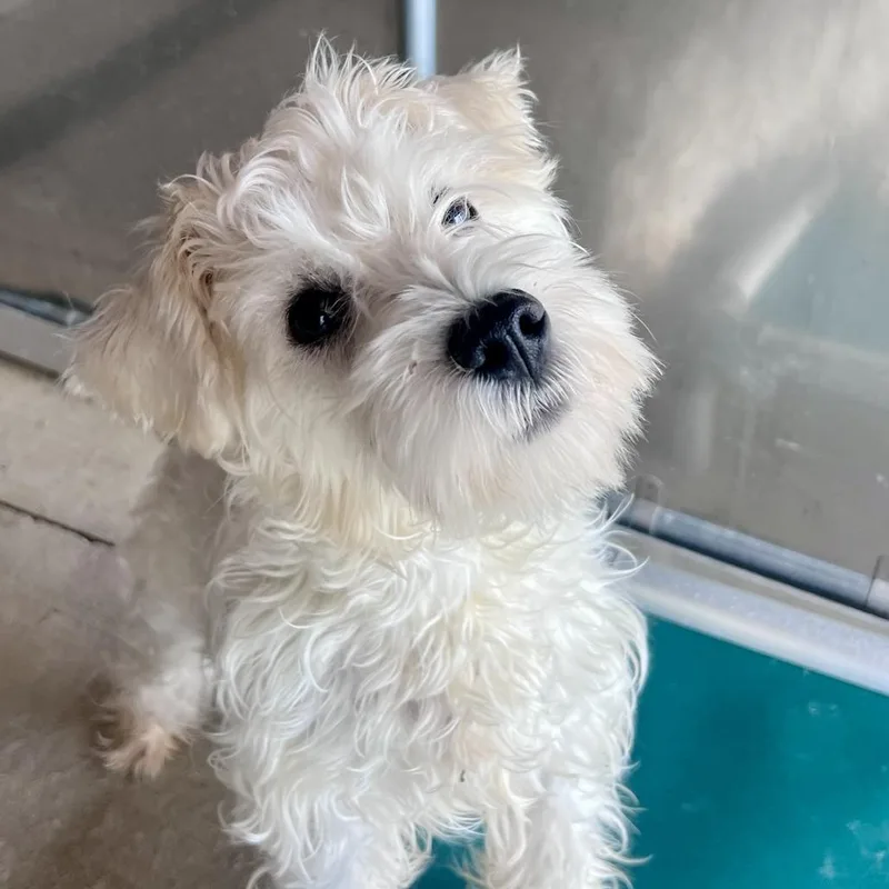 A young small-sized male White / Cream West Highland White Terrier / Westie dog named Cabbage for adoption in Chicago, IL