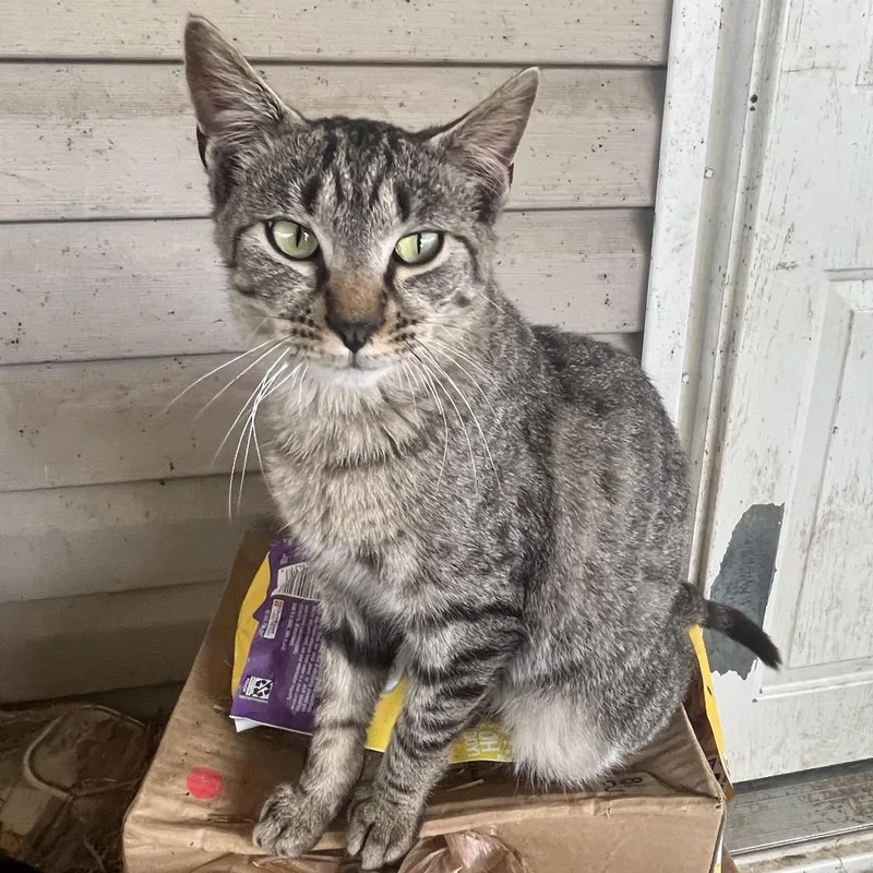 An adult large-sized male Brown / Chocolate Domestic Short Hair cat named Lawson for adoption in Nashville, TN