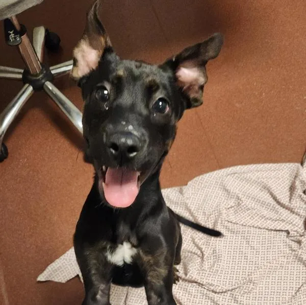 A baby large-sized male Shepherd dog named Donut for adoption in Oakland, CA